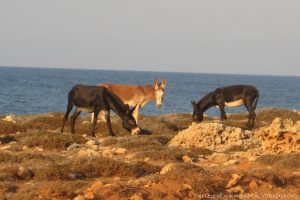 Karpaz Donkeys - North Cyprus Pictures