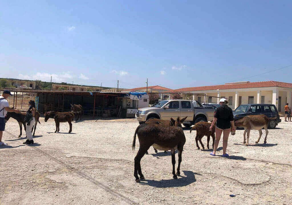 North Cyprus Donkeys 1 - North Cyprus