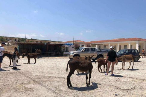 North Cyprus Donkeys 1 - North Cyprus