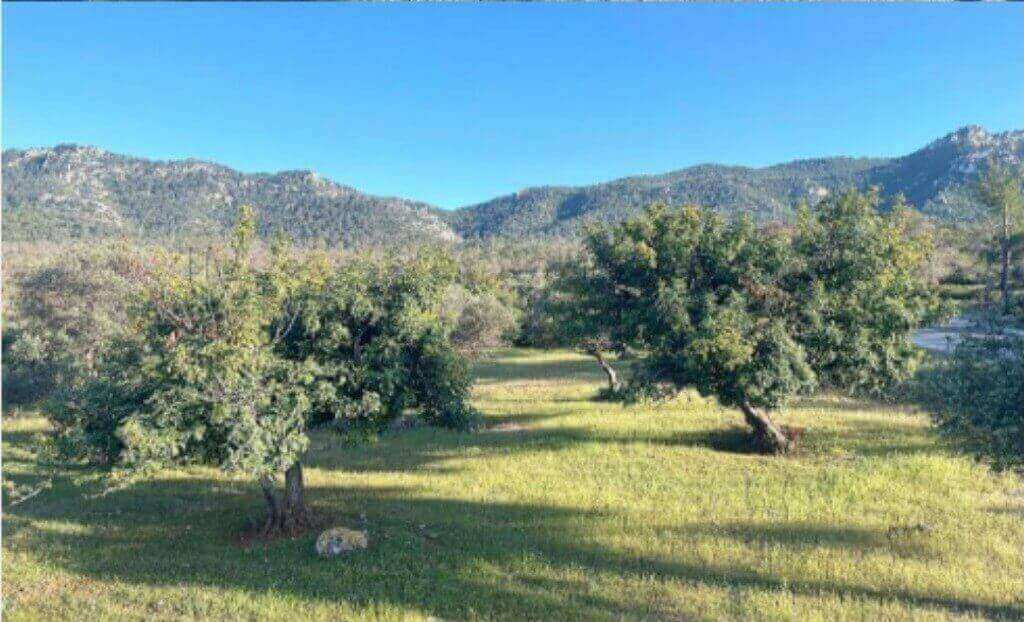 Karaagac Nature Reserve Site Images - North Cyprus Property 7